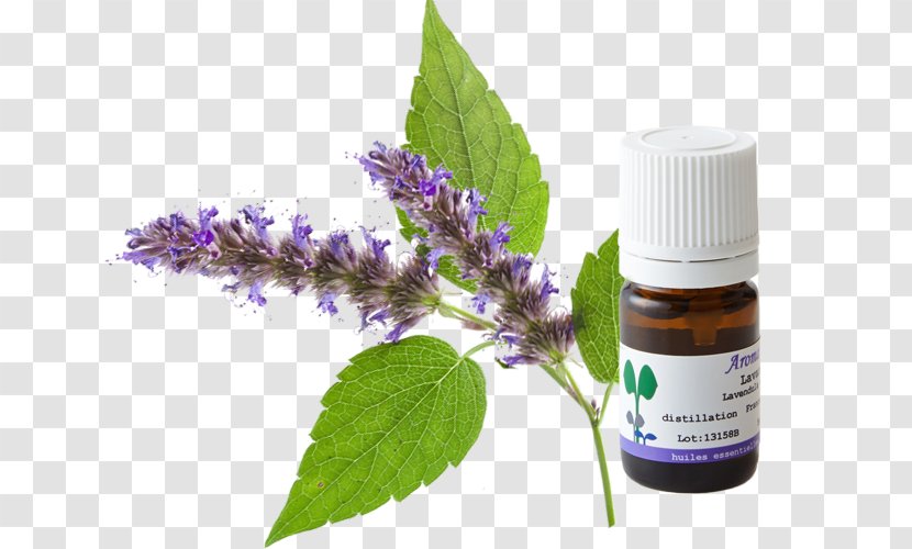 Herbalism Patchouli Oil Liquid Carrier - Cedrus Atlantica Transparent PNG