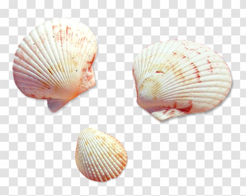 Cockle Seashell Conchology Photography Veneroida - Molluscs Transparent PNG
