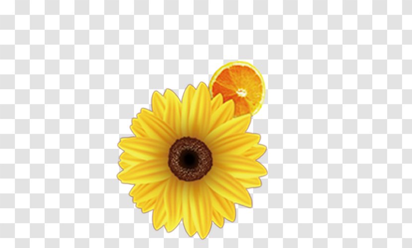 Common Sunflower Download - Resource Transparent PNG