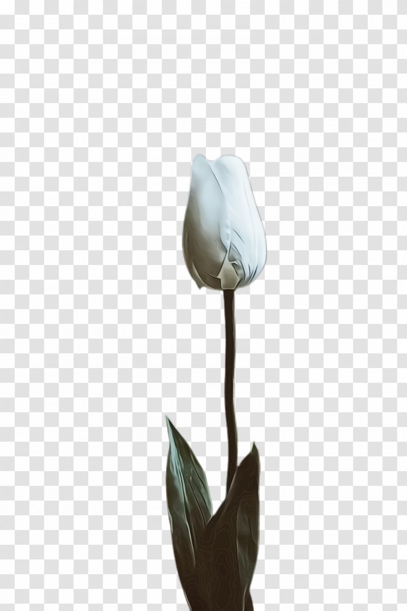 Lily Flower Cartoon - Petal - Magnolia Family Transparent PNG