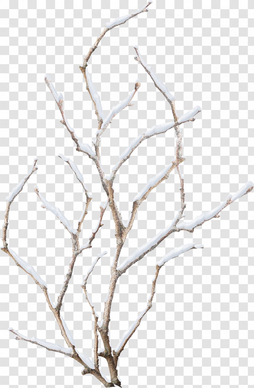Snowflake Winter Branch - Snow Transparent PNG