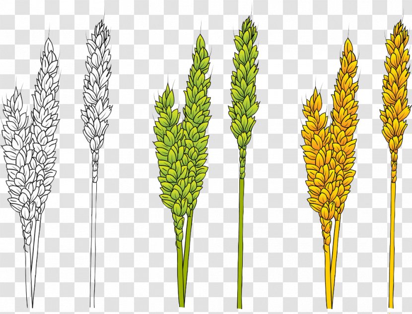 Wheat Barley - Yellow - Green Transparent PNG