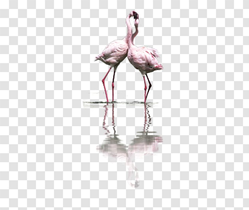 Bird Flamingos Greater Flamingo Clip Art - Photography Transparent PNG