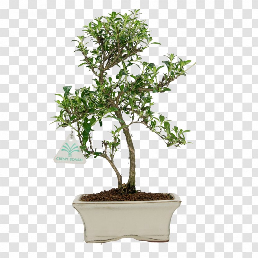 Tea Tree - Serissa - Sageretia Theezans Flowering Plant Transparent PNG