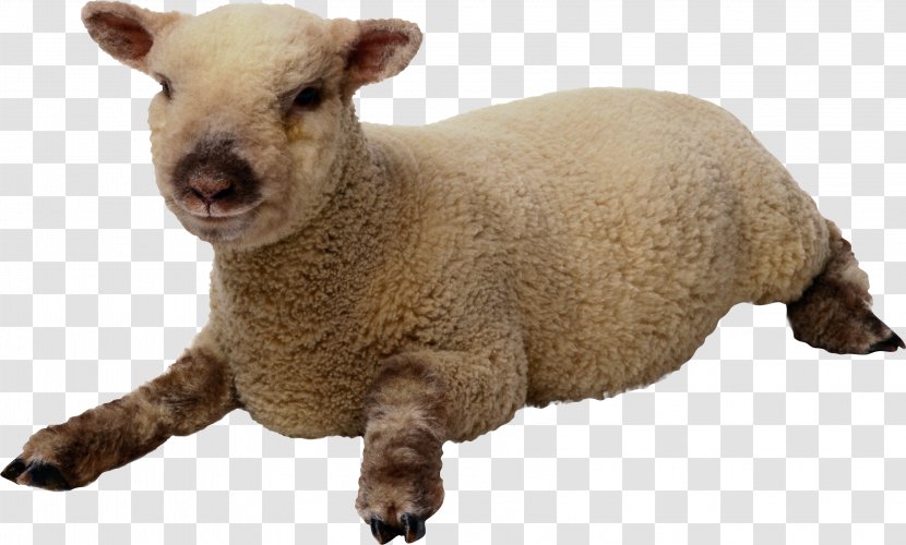 Sheep Clip Art - Goats - Image Transparent PNG