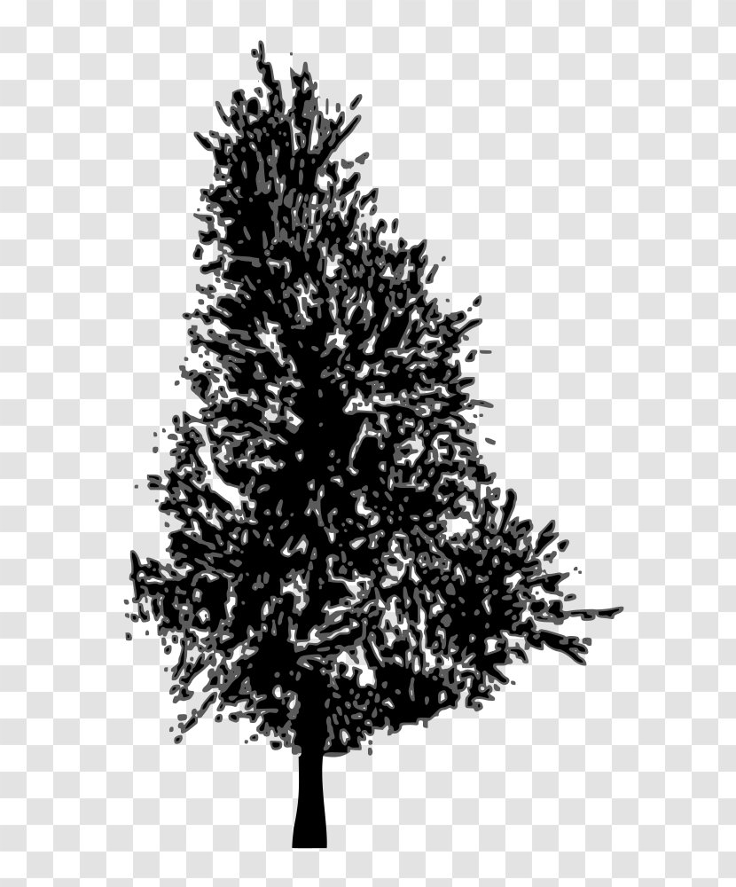 Pine Fir Spruce Tree - Branch - Vector Transparent PNG