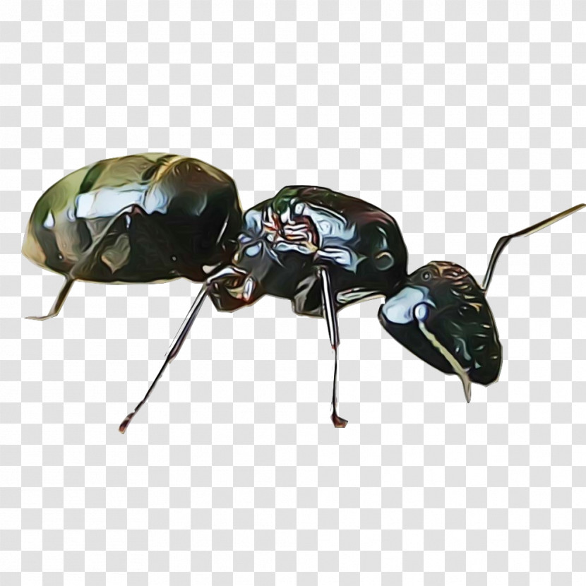 Insect Carpenter Ant Beetle Pest Ground Beetle Transparent PNG