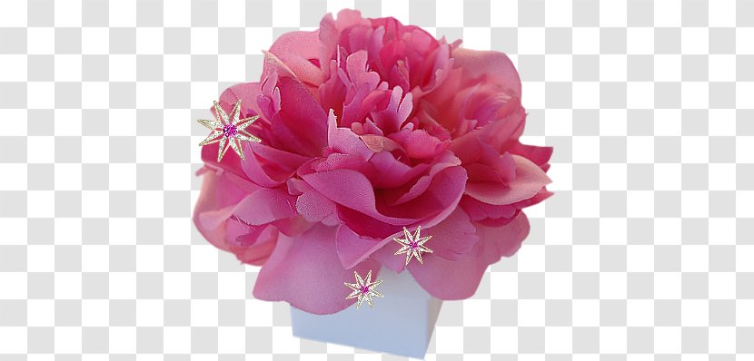 Cabbage Rose Pink Cut Flowers Petal - White - Flower Transparent PNG