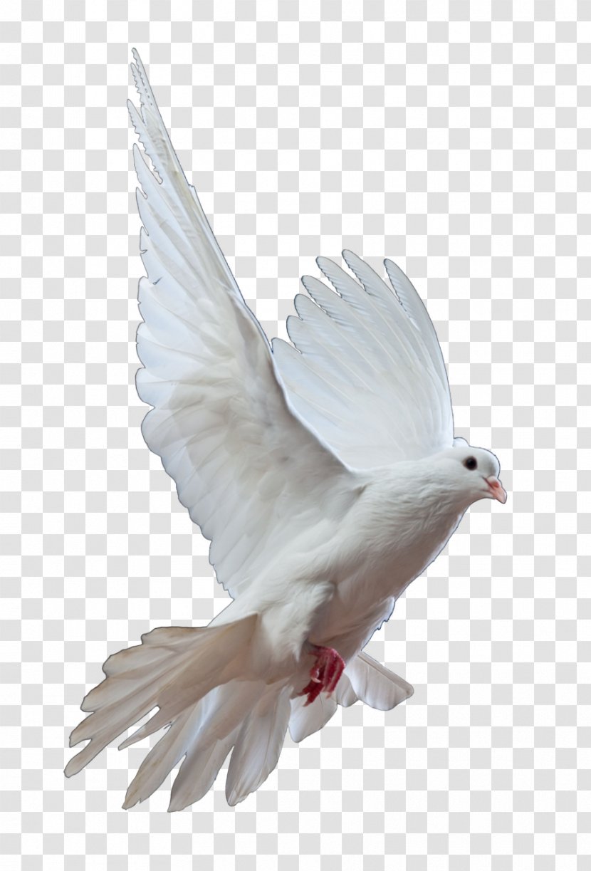 Homing Pigeon Columbidae Bird Doves As Symbols Release Dove - Typical Pigeons - Gull Transparent PNG