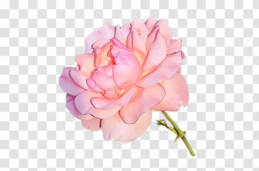 Rose - Family - Cut Flowers Transparent PNG