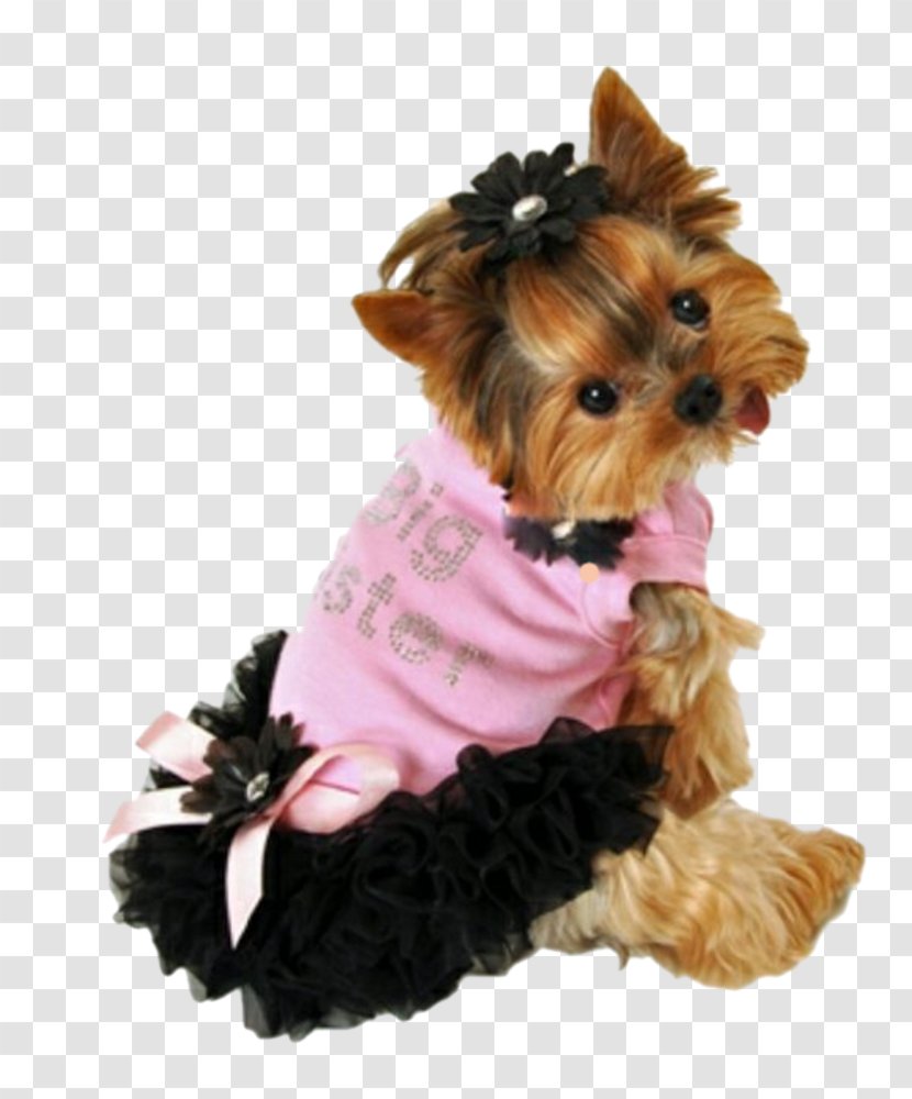 Yorkshire Terrier Puppy Chihuahua Pug Clothing - Dress Transparent PNG