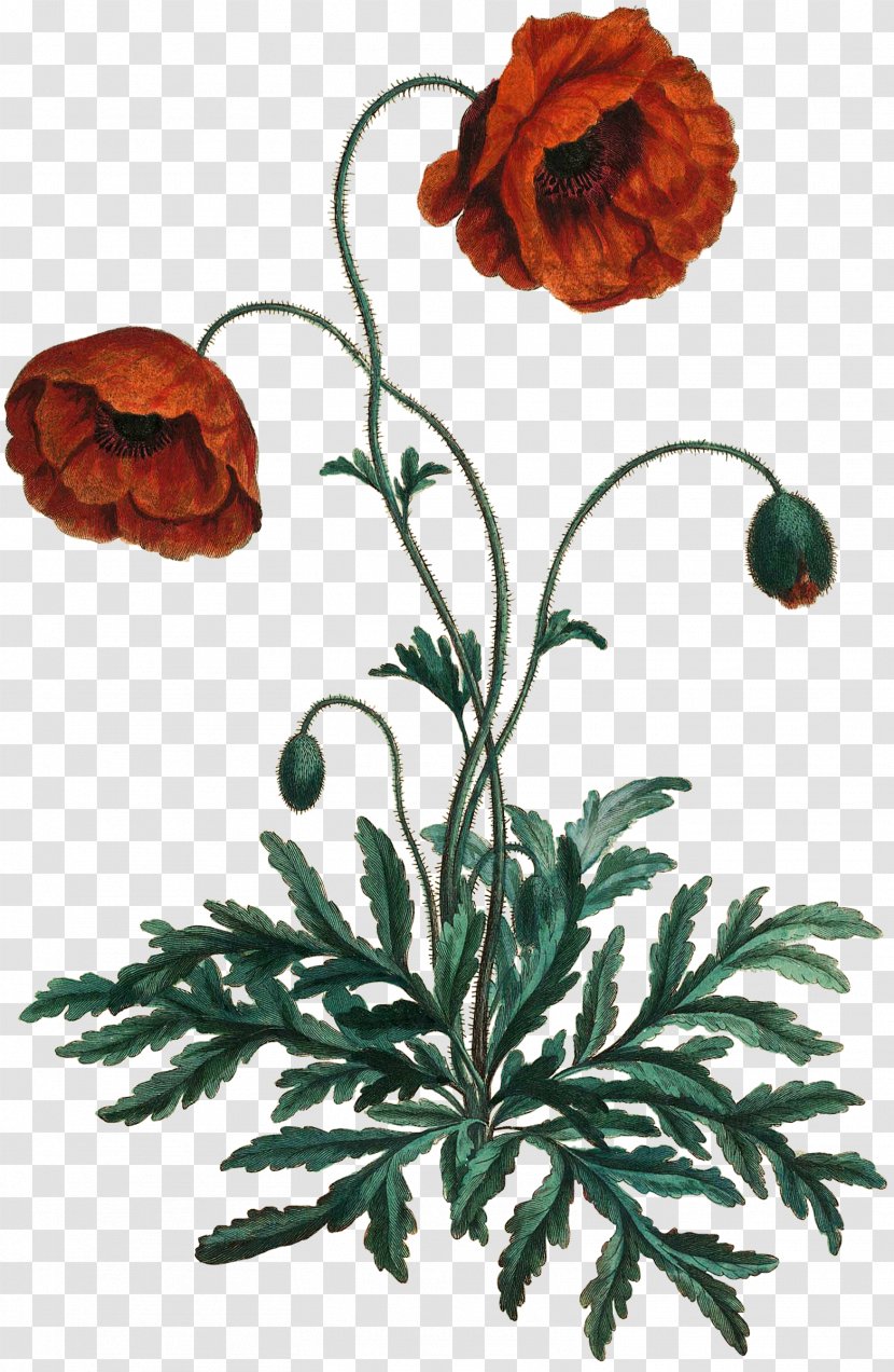 Cut Flowers Floral Design Plant Stem Plants - Carnation - Rita Button Transparent PNG