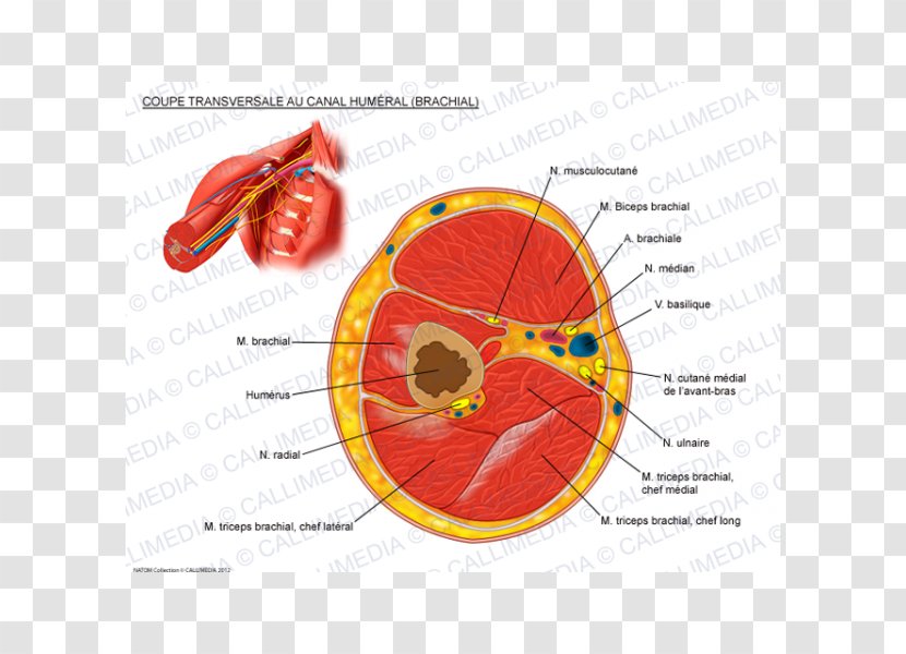 Triceps Brachii Muscle Transverse Plane Anatomy Cross Section - Flower - Arm Transparent PNG