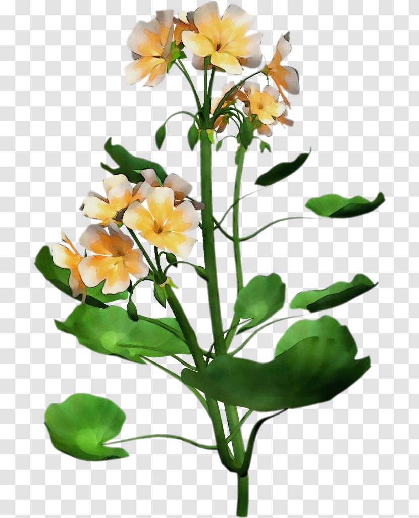 Flower Flowering Plant Cut Flowers Yellow - Branch Pedicel Transparent PNG