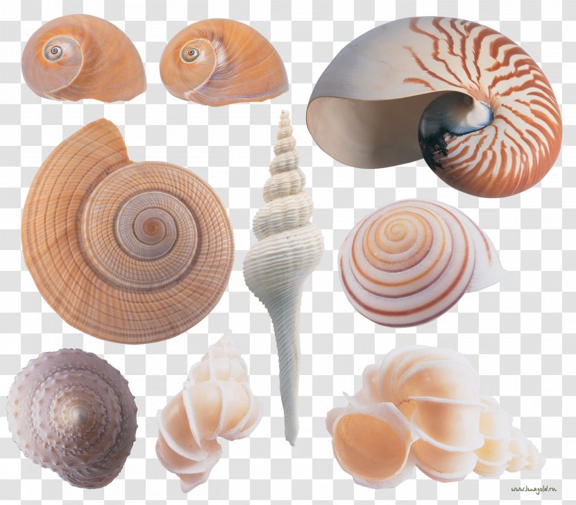 Seashell Conchology Sea Snail Clip Art Transparent PNG