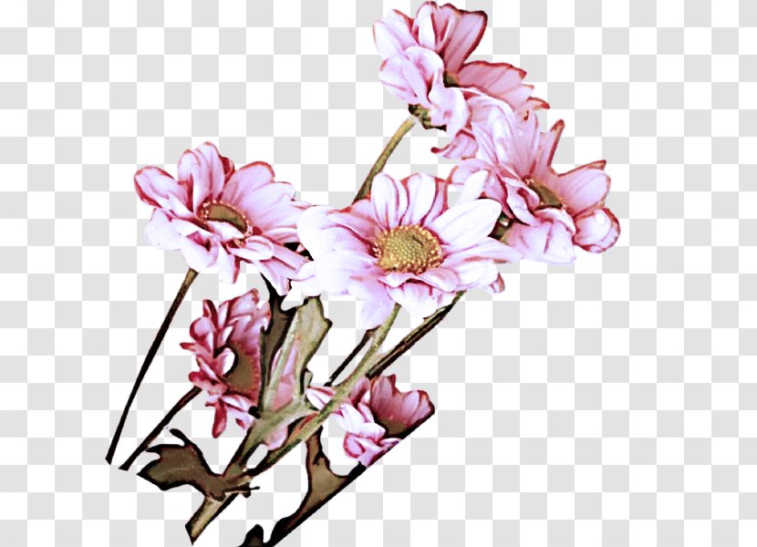 Flower Flowering Plant Pink Cut Flowers - Petal - Magnolia Blossom Transparent PNG
