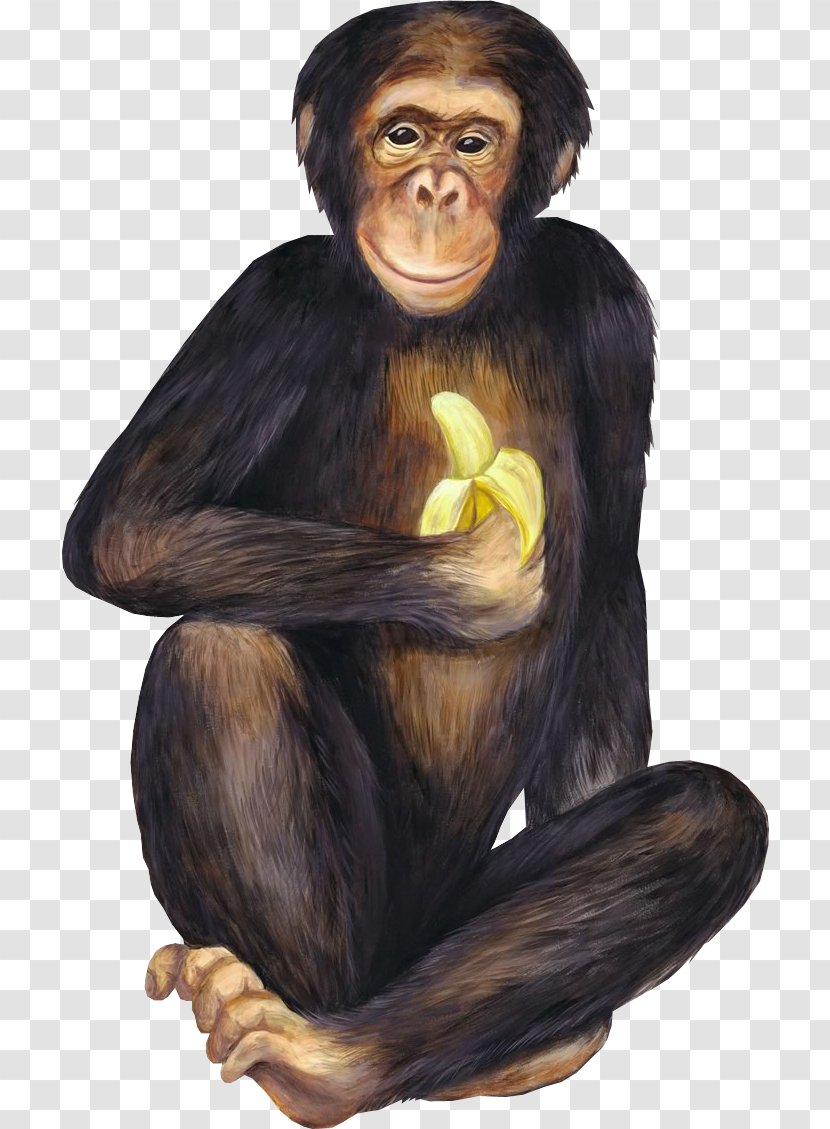 Banana Ketchup Baby Monkeys Chimpanzee Food - Spice Rub Transparent PNG