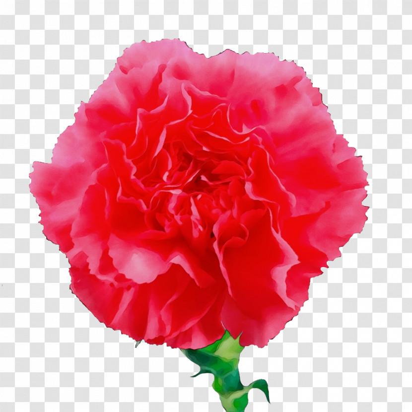 Garden Roses Transparent PNG