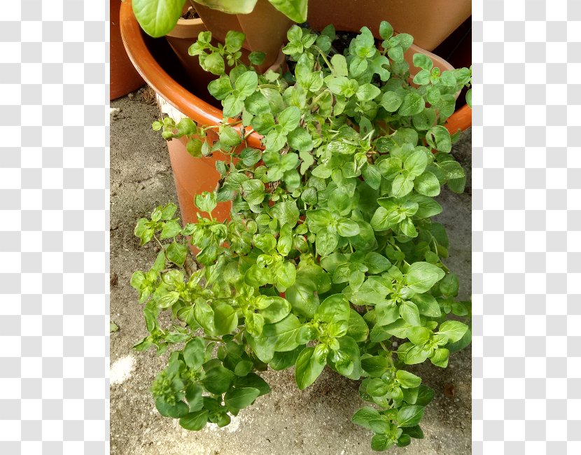 Herb Flowerpot Groundcover - Marjoram Transparent PNG