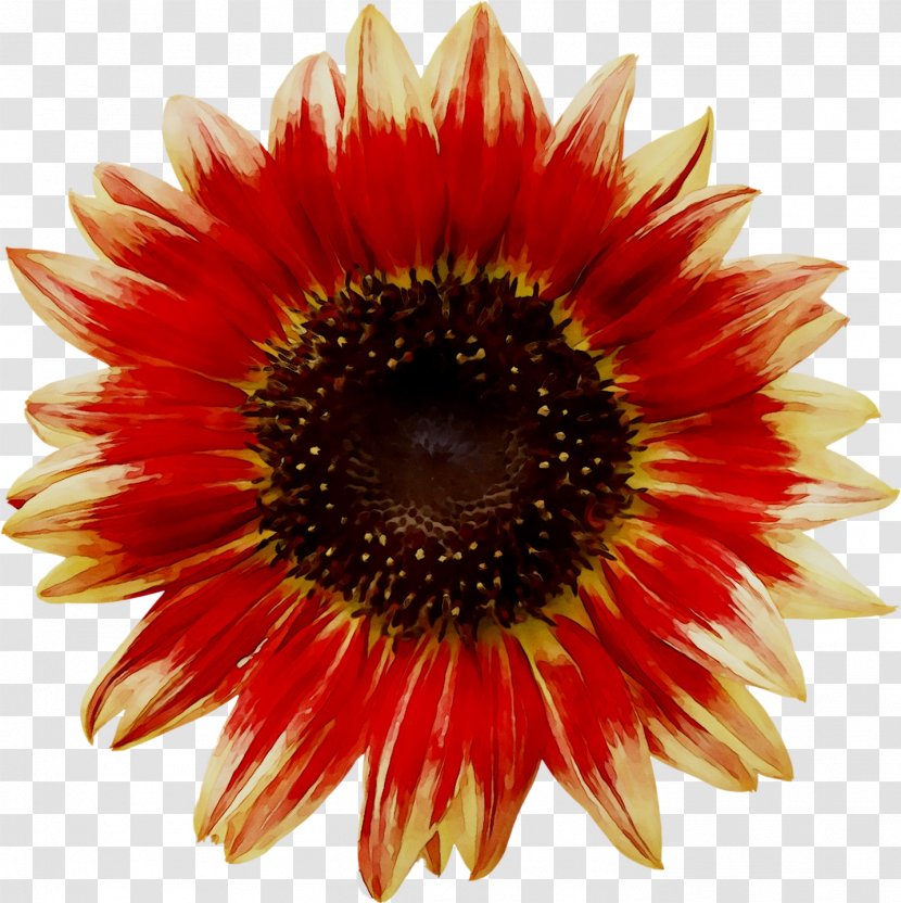Transvaal Daisy Cut Flowers Blanket Petal Sunflower Transparent PNG