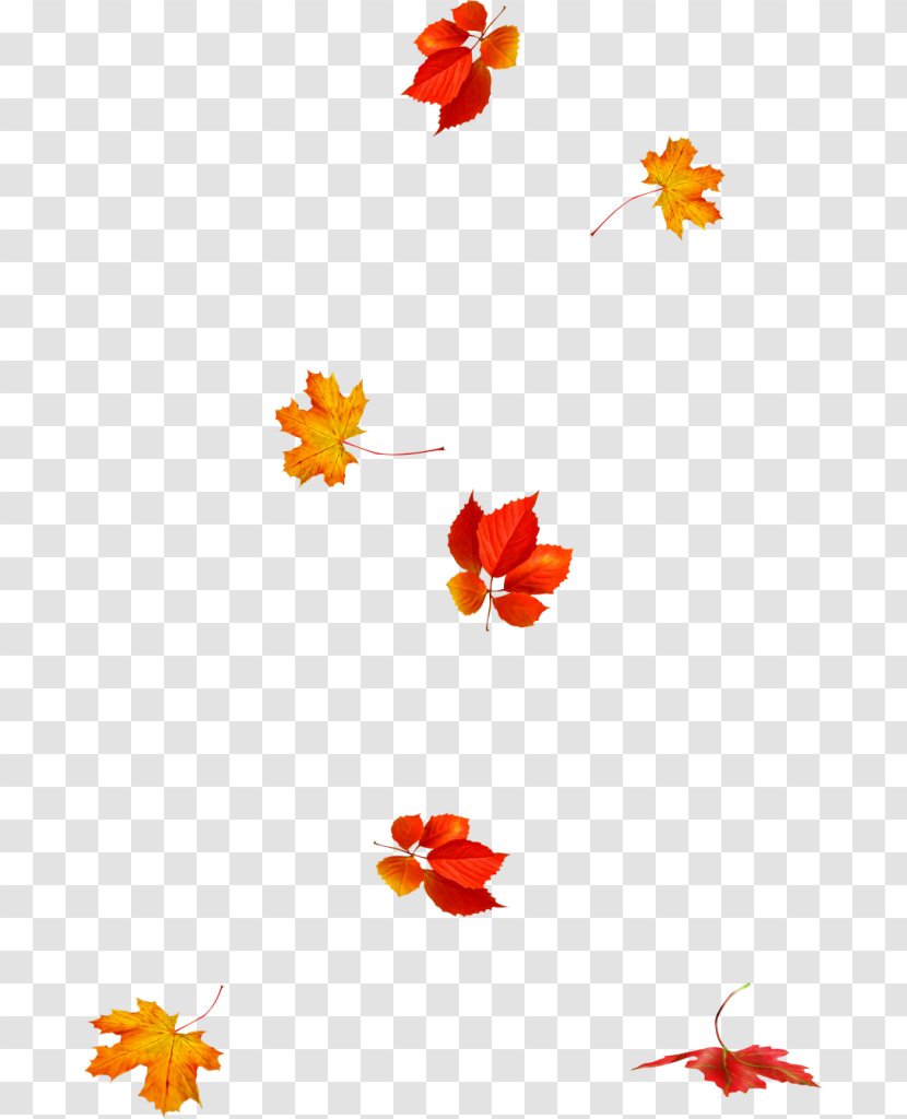 Petal Autumn Leaf Color Clip Art - Frame Transparent PNG
