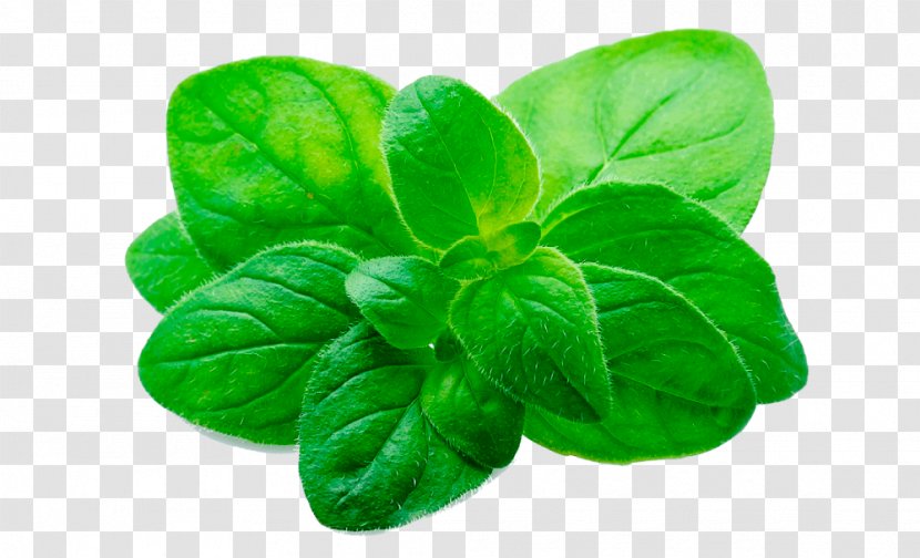 Oregano Lamiaceae Disease Plant Medicine - Basil Transparent PNG