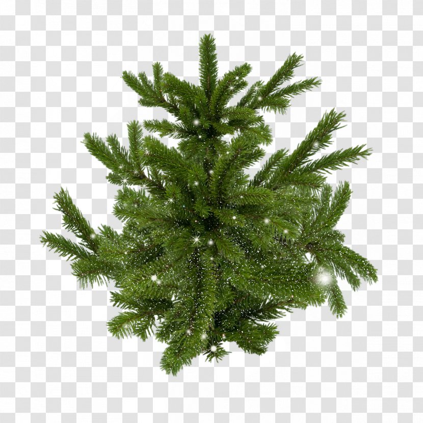 Spruce Pine Christmas Tree - Buddha Image Transparent PNG