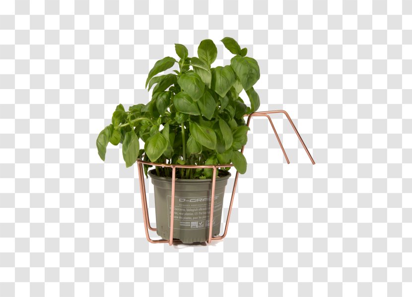 Basil Spring Greens Leaf Vegetable Flowerpot Transparent PNG