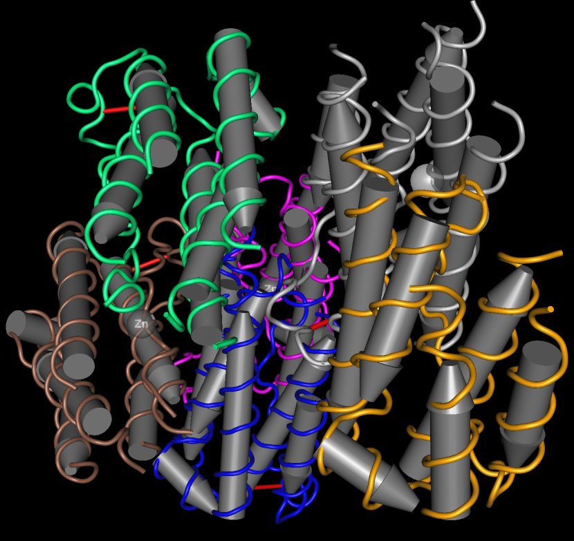 Interferon Alfa-2b Cell Type I - Bacteria Transparent PNG