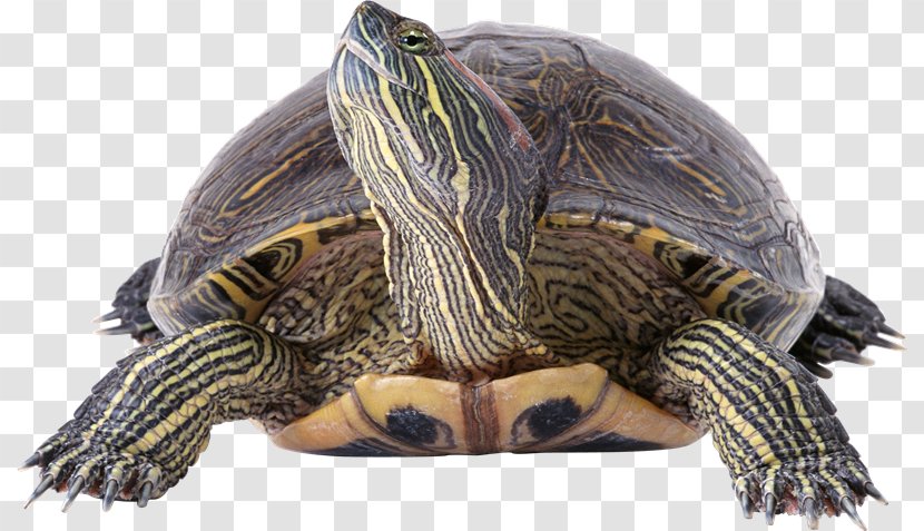 Box Turtles Reptile Red-eared Slider Common Snapping Turtle - Terrestrial Animal - Tortuga Transparent PNG