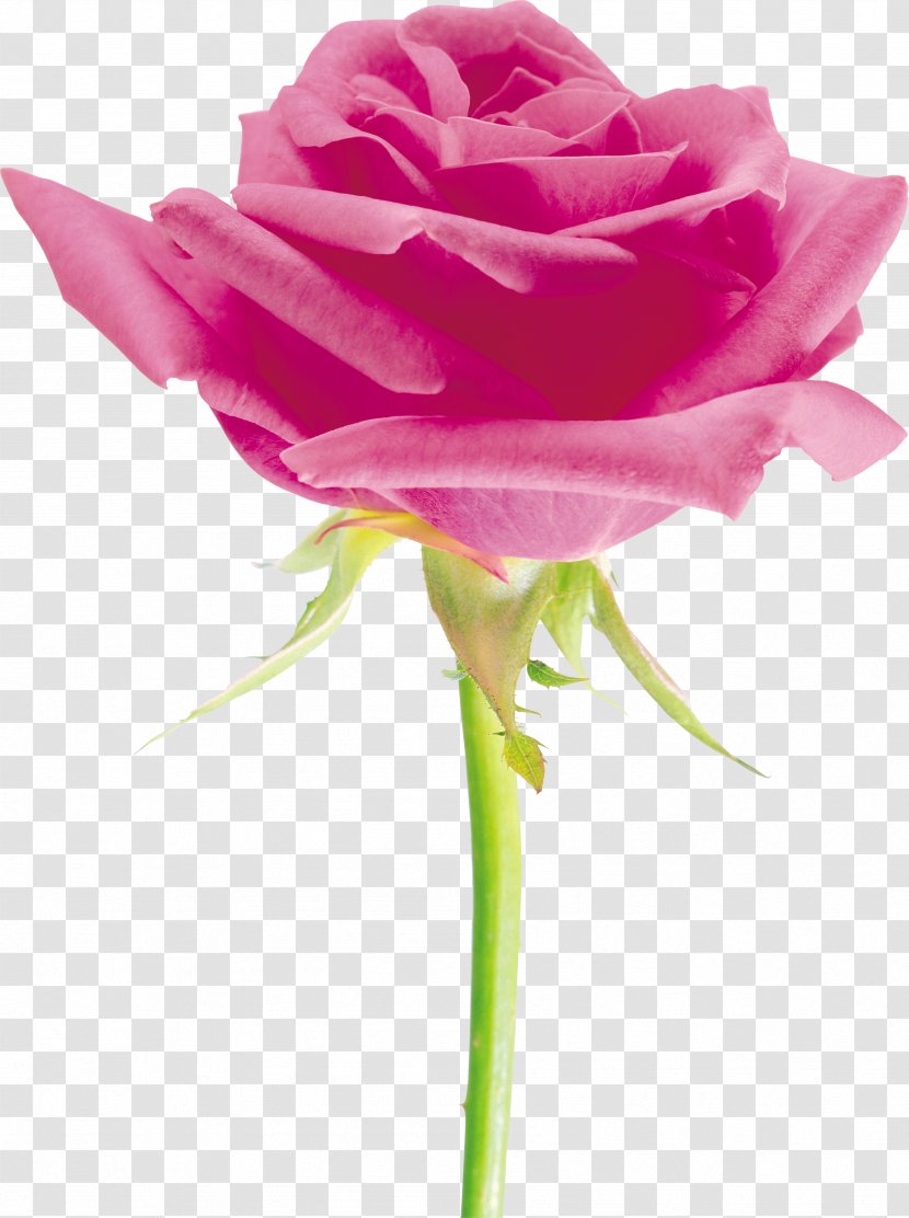 Beach Rose Cut Flowers Petal Garden Roses - Red - Pink Transparent PNG