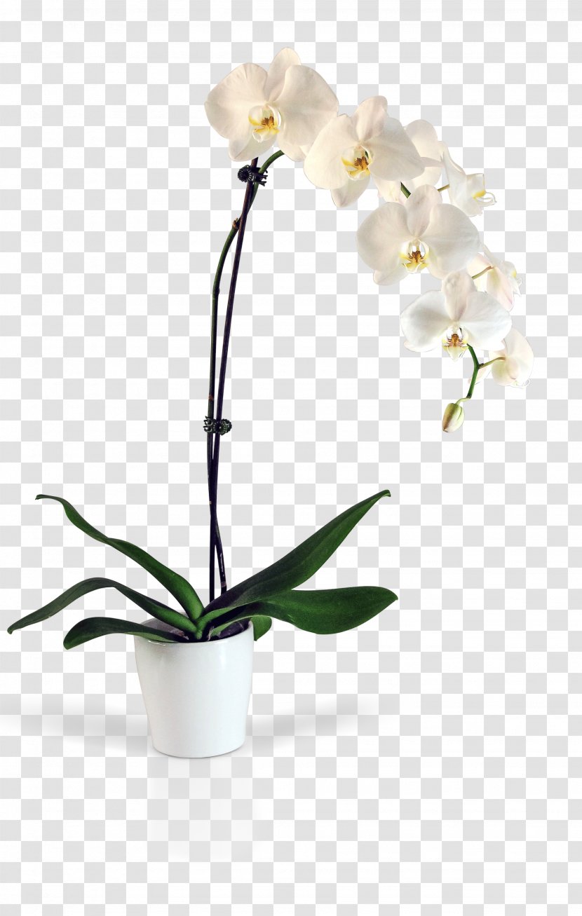 Moth Orchids Kinds Of Flowers Cut - Rose - Blooming Lilies Transparent PNG