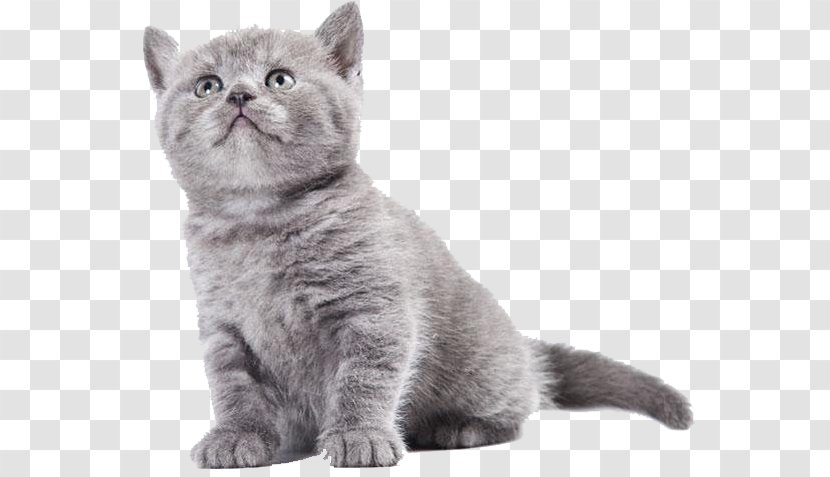 British Shorthair Kitten Chartreux Semi-longhair American Wirehair - Malayan Cat Transparent PNG