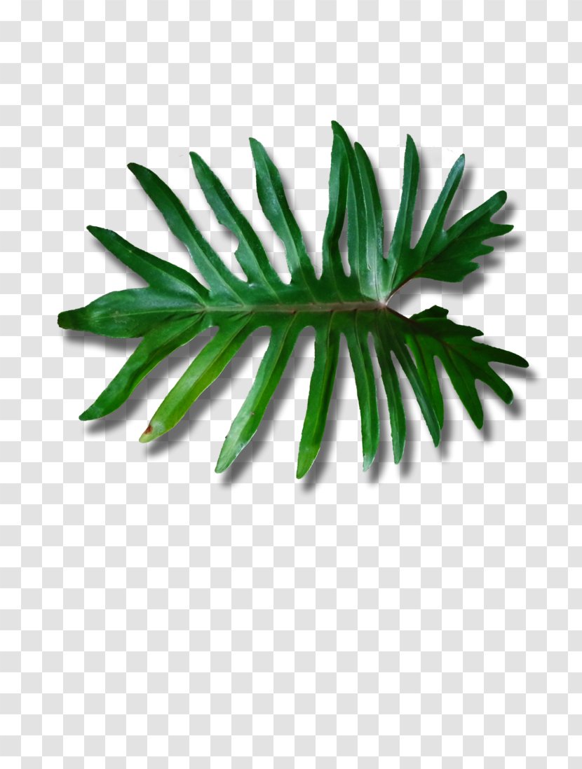 Leaf Plant Stem Arecaceae 6 May - Satisfy Shoots Creative Green Poster Image Transparent PNG