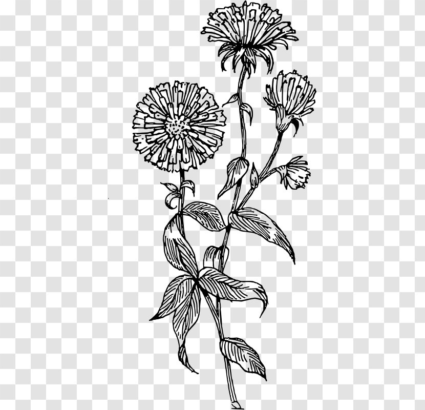Flower Drawing Aster Clip Art - Plant Stem Transparent PNG