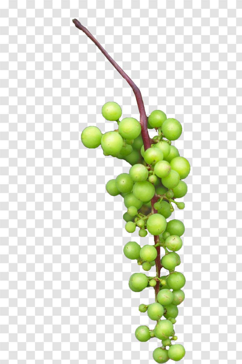 Grape Juice - Vector Grapes Transparent PNG
