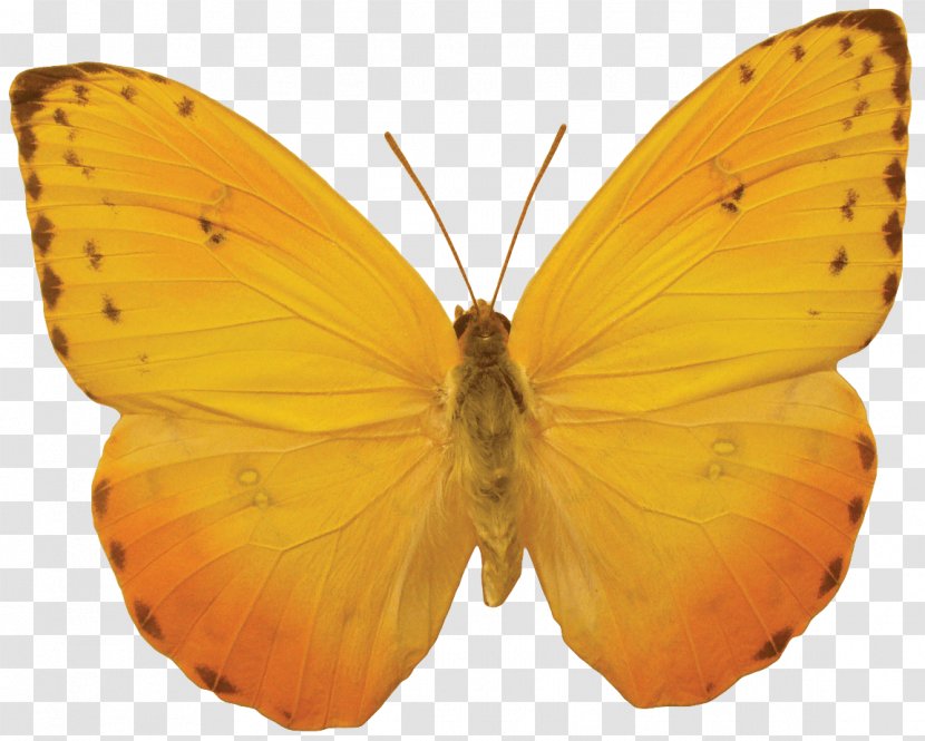 Butterfly Clip Art - Yellow - Orange Image Butterflies Download Transparent PNG