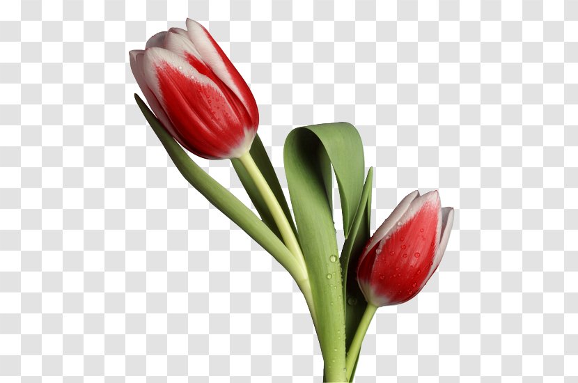 Tulip Flower Bouquet Cut Flowers - Plant Transparent PNG
