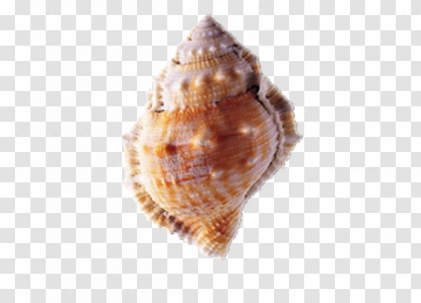 Seashell - Conch Transparent PNG