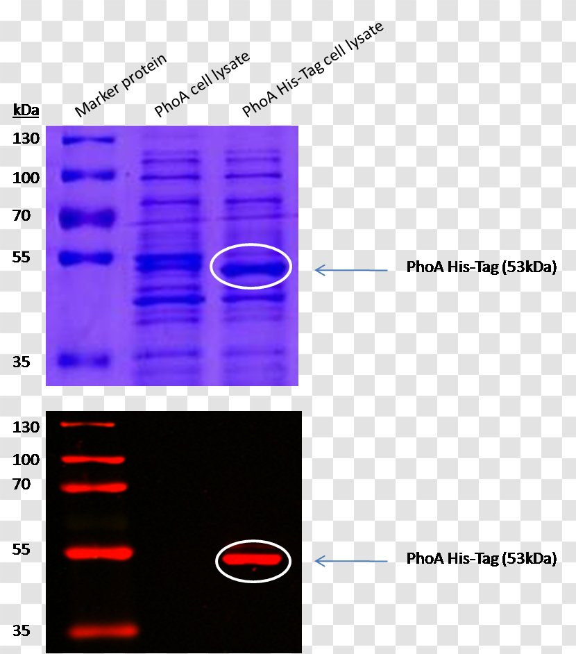 Alkaline Phosphatase SDS-PAGE Polyacrylamide Gel Electrophoresis Polyhistidine-tag - Molecular Mass - Text Transparent PNG
