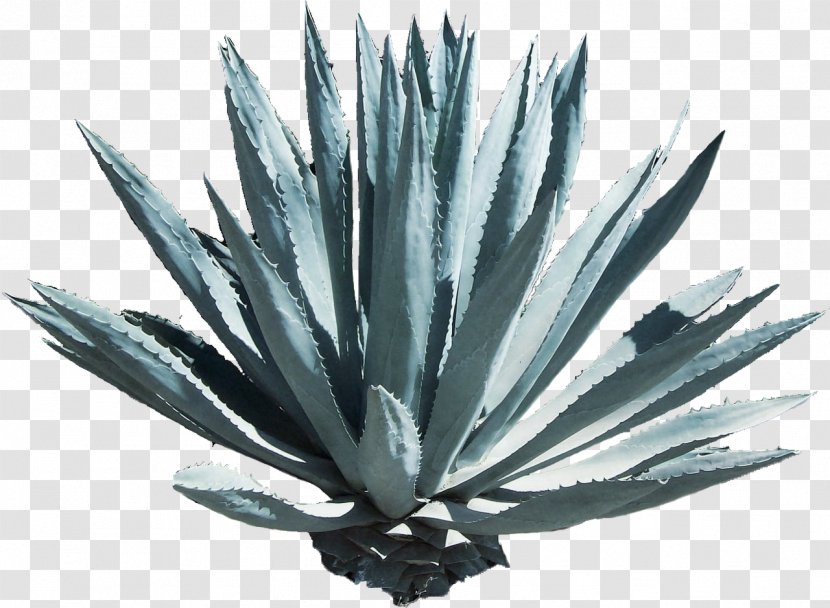 Tequila Agave Azul Mezcal Mexican Cuisine Nectar - Anchovy Transparent PNG