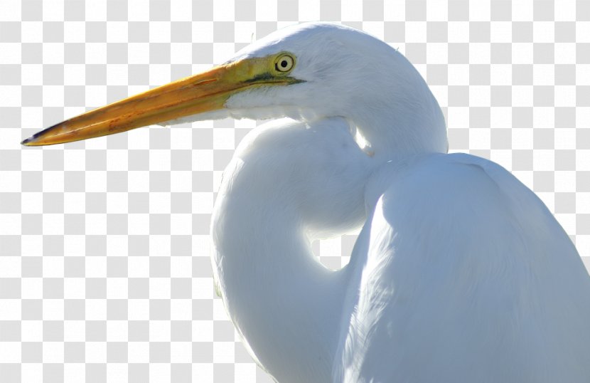 Crane Egret Goose Bird Duck - Gruiformes Transparent PNG