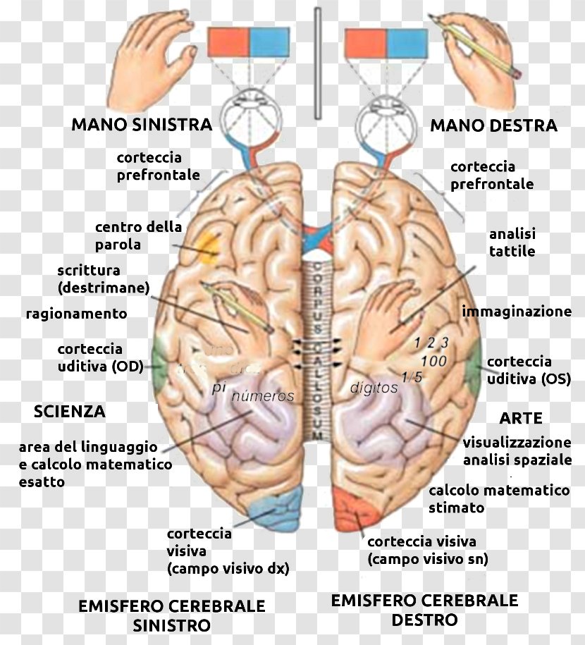 Lateralization Of Brain Function Cerebral Hemisphere Human Anatomy - Watercolor Transparent PNG
