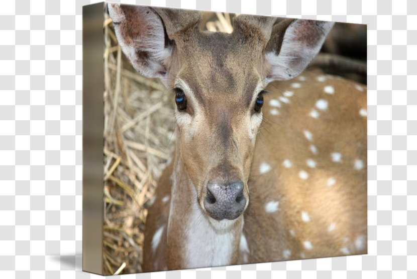 White-tailed Deer Hunting Chital Transparent PNG