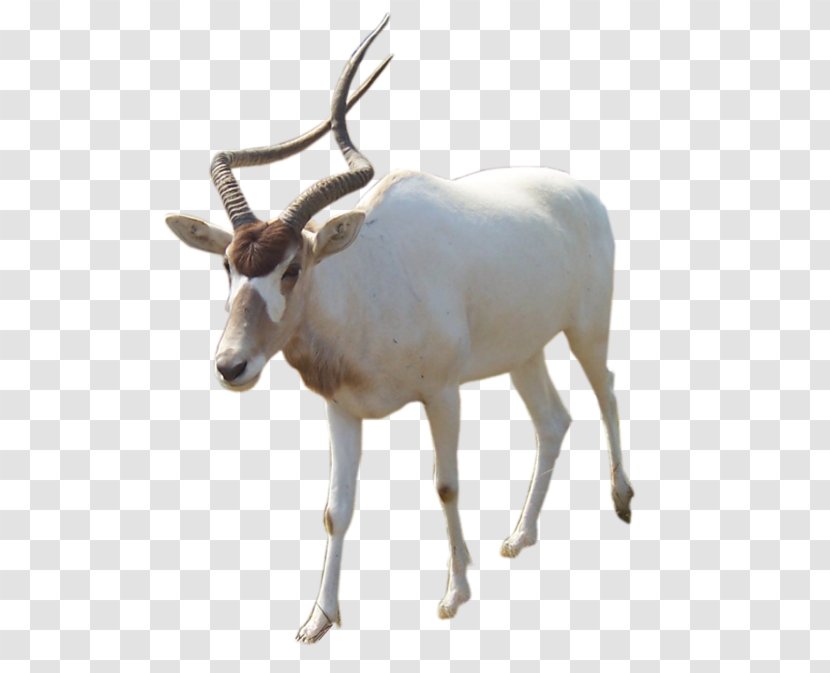 Oryx Reindeer Terrestrial Animal Cattle - Deer Transparent PNG
