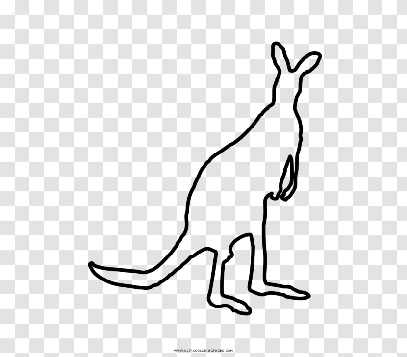 Kangaroo Domestic Rabbit Coloring Book Macropods - Mammal Transparent PNG