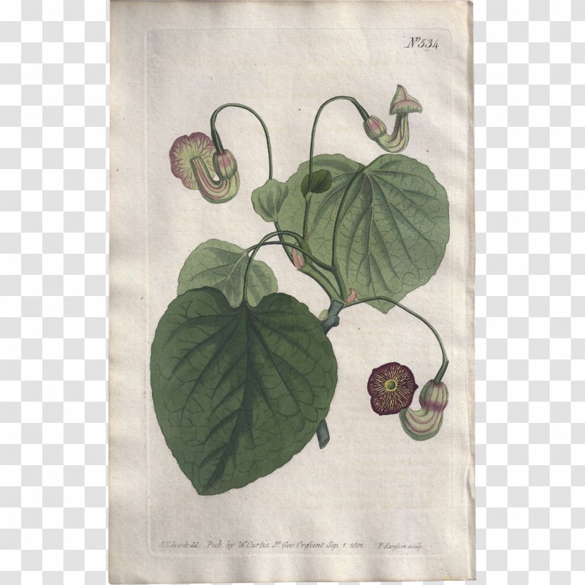 Textile Aristolochia Macrophylla Leaf Dutchman's Pipe - Green Transparent PNG
