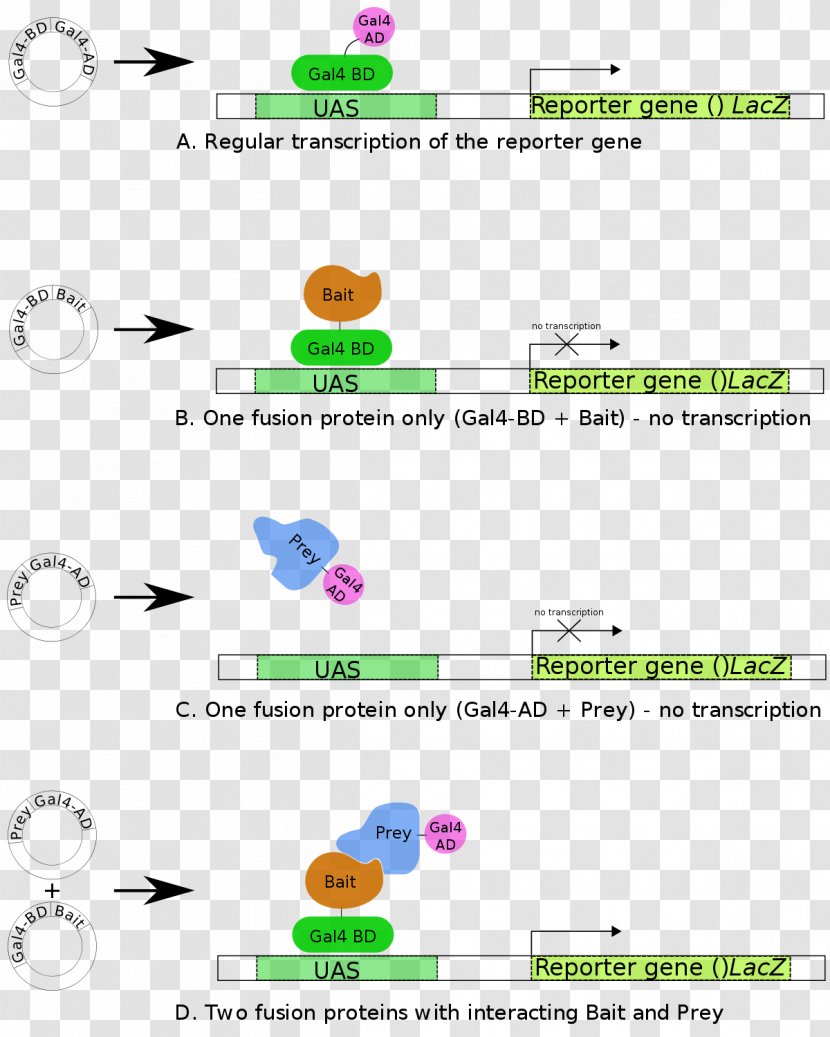 Two-hybrid Screening Beta-galactosidase Reporter Gene Transcription Factor Protein - Upstream Activating Sequence Transparent PNG