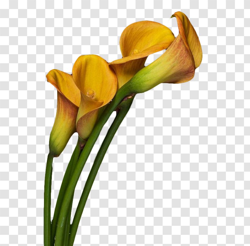 Arum-lily Flower Photography - Iris Family - Yellow Calla Lily Works Transparent PNG