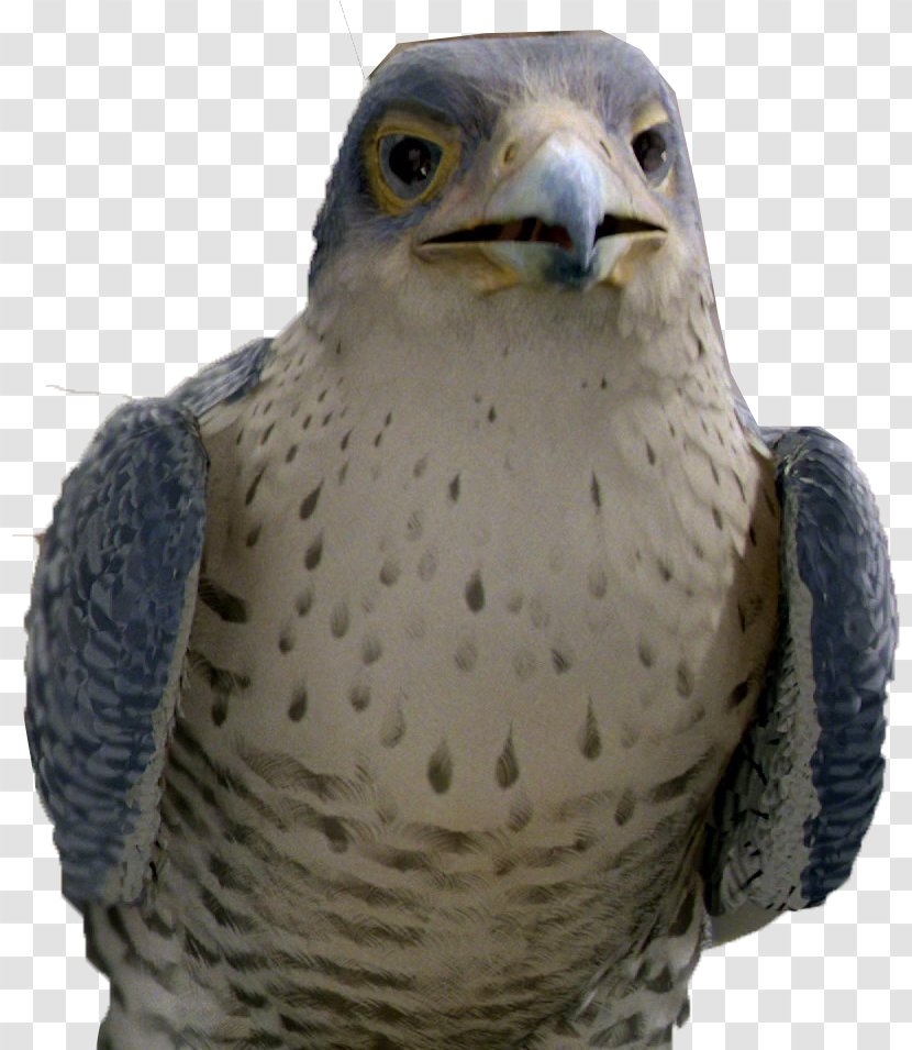 Margalo The Bird Evil Falcon Snowbell Stuart Little Transparent PNG